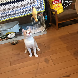 猫ばかりでごめんない/猫と暮らす。/保護猫/いいね、フォロー本当に感謝デス☺︎/無言フォロー＆いいねすいません...などのインテリア実例 - 2022-05-20 18:19:59