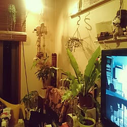 観葉植物♡/フェイクグリーン/壁/天井のインテリア実例 - 2016-09-24 22:40:41