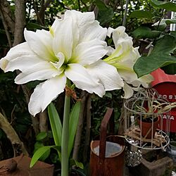 玄関/入り口/庭/白い花が好き/アマリリス/花に囲まれて暮らす...などのインテリア実例 - 2024-05-27 09:19:02