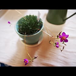 植物のインテリア実例 - 2012-10-17 00:01:53