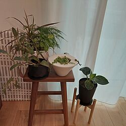 リビング/観葉植物/リビング小上がり畳スペースのインテリア実例 - 2023-04-22 06:43:05