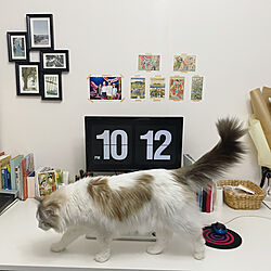 机/IKEA/cat/猫/study room...などのインテリア実例 - 2023-09-13 10:07:55