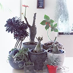 棚/塊根植物/観葉植物いろいろ/賃貸でも楽しく♪/観葉植物たち...などのインテリア実例 - 2017-05-02 10:01:00