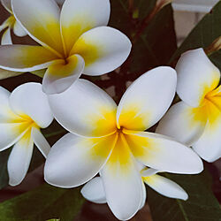 植物/お気に入りに囲まれた生活/ハワイが好き/植物のある暮らし/ハワイアン...などのインテリア実例 - 2020-08-27 11:21:28