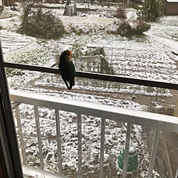 雪国の風景/インコ/雪景色/和室/和風...などのインテリア実例 - 2021-11-27 08:11:54