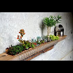 玄関/入り口/DIY/多肉植物/廃材/一人暮らし...などのインテリア実例 - 2014-04-13 22:30:14