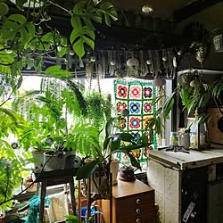 部屋全体/観葉植物のある暮らし/ねこが好き/ねこのいる暮らし/フェイクグリーン...などのインテリア実例 - 2023-07-14 02:47:47