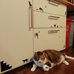 キッチン/食器棚/ねこが好き/ねこのいる日常/IKEAのインテリア実例 - 2016-09-28 14:52:53