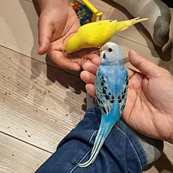 部屋全体/家族が増えました♡/インコ初心者/セキセイインコと暮らす/そらじろう...などのインテリア実例 - 2022-09-15 22:34:42