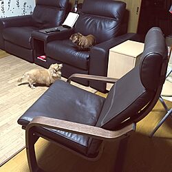 リビング/犬/ソファ/IKEA/ニトリのインテリア実例 - 2015-03-08 00:30:20