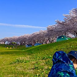 部屋全体/桜のインテリア実例 - 2017-04-09 22:32:29