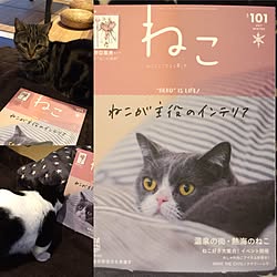 リビング/ねこNO.101 p47/ねこ雑誌/マンチカン/いいね♪いつもありがとうございます❤️のインテリア実例 - 2017-01-13 23:06:46