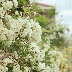 部屋全体/4月25日/庭の花を楽しむ/庭/コメントお気遣いなく♡...などのインテリア実例 - 2019-04-25 20:19:54