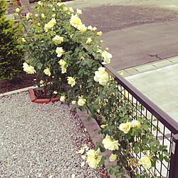 庭/バラが好きのインテリア実例 - 2014-05-06 14:46:45