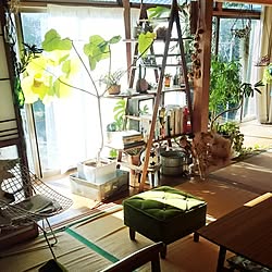 部屋全体/観葉植物/NO GREEN NO LIFE/RBT友の会☆/エアプランツ...などのインテリア実例 - 2017-01-02 09:39:27