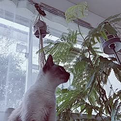 リビング/ねこのいる日常/植物のある暮らし/エバーフレッシュ/植物...などのインテリア実例 - 2015-11-12 10:15:26