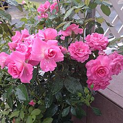 玄関/入り口/薔薇/シンボルツリー/マヌウメイアン/雨にも負けず、綺麗に咲いてくれます...などのインテリア実例 - 2023-06-02 11:15:42