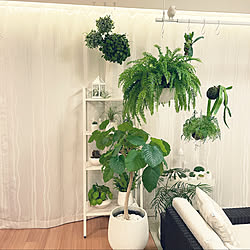 IKEA/整理収納アドバイザー/観葉植物の飾り方/シンプルインテリア/ガーデニング...などのインテリア実例 - 2022-04-29 19:48:40