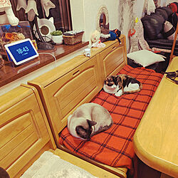 キッチン/猫と暮らす家のインテリア実例 - 2023-01-26 08:15:08