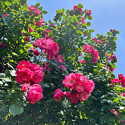 ピエールドゥロンサール/アンジェラ/バラ/バラが好き/バラのある庭...などのインテリア実例 - 2023-05-10 13:42:57