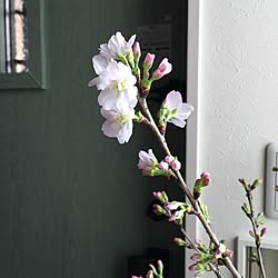 玄関/入り口/植物/桜/鉢のインテリア実例 - 2016-04-14 08:58:44