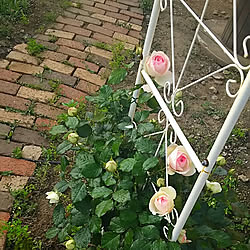 バラ/薔薇/お気に入り♡/ありがとう！/いいね&フォローありがとうございます☆...などのインテリア実例 - 2021-05-12 08:17:10