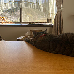 無垢のテーブル/猫と暮らす家/リビングのインテリア実例 - 2023-03-14 10:38:10