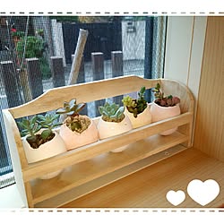 リビング/たまから/卵/多肉植物だいすき。/多肉植物♡...などのインテリア実例 - 2016-12-02 13:01:57