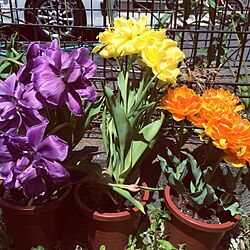 植物/ガーデン/庭のインテリア実例 - 2014-05-15 07:10:41