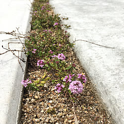 駐車場の目地/駐車場のタイム/駐車場にて/クリーピングタイムの花/クリーピングタイム...などのインテリア実例 - 2020-04-15 13:47:33