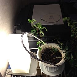 部屋全体/植物/照明のインテリア実例 - 2013-11-27 23:50:49