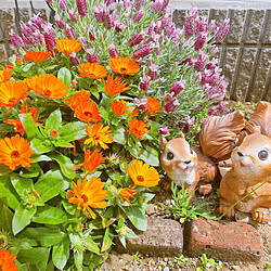 玄関/入り口/ダイソーのりすさん/花壇 手作り/花壇の花/ガーデニングが好き...などのインテリア実例 - 2024-04-17 12:29:02