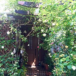 玄関/入り口/ウッドデッキ/薔薇/グリーンカーテン/薔薇が好き...などのインテリア実例 - 2016-05-14 10:01:16