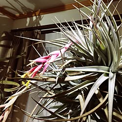 部屋全体/tillandsia/エアープランツ/チランジア/s-Tillandsia...などのインテリア実例 - 2016-03-09 15:21:35