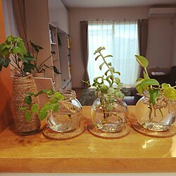 キッチン/IKEA/白×茶×グリーン/グリーン/観葉植物...などのインテリア実例 - 2017-06-07 15:38:14