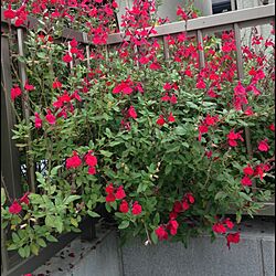玄関/入り口/ガーデニング/garden/ハーブ/セージのお花のインテリア実例 - 2015-10-31 09:37:06
