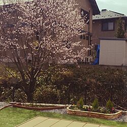 玄関/入り口/植物/ウッドデッキ/花壇/桜...などのインテリア実例 - 2015-04-21 08:52:51