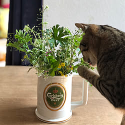 雑草のある暮らし/田舎暮らし/庭の雑草/猫と暮らす/ねこのいる風景...などのインテリア実例 - 2019-03-28 15:42:30