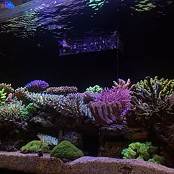 リビング/aquariumのインテリア実例 - 2017-01-04 22:23:11