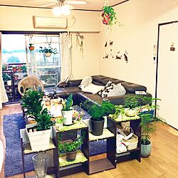 部屋全体/日替わり投稿企画!木曜日/植物/観葉植物/植物と暮らす...などのインテリア実例 - 2017-06-01 18:40:57