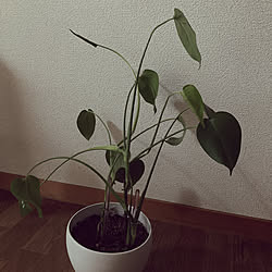 観葉植物のある暮らし/Mダックス/わんこのいる暮らし/ダイソー/わんこと暮らす家...などのインテリア実例 - 2022-09-13 21:55:43