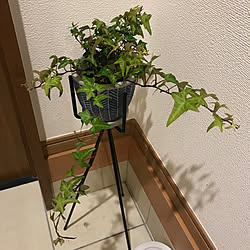 ナチュラル/北欧/雑貨/観葉植物/玄関/入り口...などのインテリア実例 - 2023-01-23 08:53:04