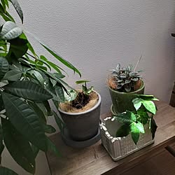 まとめて投稿/ダイニング/みどりのある暮らし/観葉植物のある暮らし/ナチュラルモダンインテリア...などのインテリア実例 - 2023-04-19 12:25:08