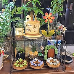 キッチン/植物/観葉植物/雑貨/多肉植物...などのインテリア実例 - 2016-05-30 22:57:53