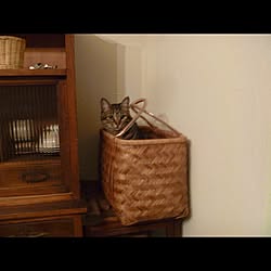 猫/ねこ部/ねこのいる日常/かご/かご収納...などのインテリア実例 - 2017-06-09 16:08:15