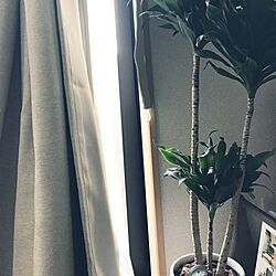 壁/天井/ドラセナコンパクタ/観葉植物のインテリア実例 - 2017-06-03 09:20:24