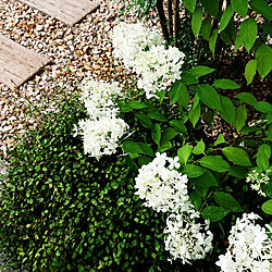 グリーンが好き/白い花が好き/緑が好き♡/玄関/アプローチ...などのインテリア実例 - 2019-07-26 16:12:04