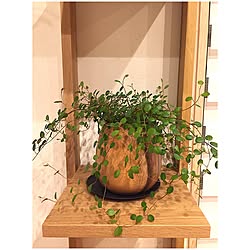 棚/グリーンのある暮らし/日替わり投稿企画!木曜日/植物/観葉植物...などのインテリア実例 - 2017-06-08 21:36:19