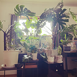 部屋全体/観葉植物/植物のある暮らし/観葉植物好き/植物と共存...などのインテリア実例 - 2023-11-06 08:36:17