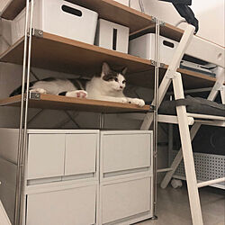 フェルト君/保護猫/スッキリ暮らしたい/ねこと暮らす。/IKEA...などのインテリア実例 - 2019-07-08 20:14:52